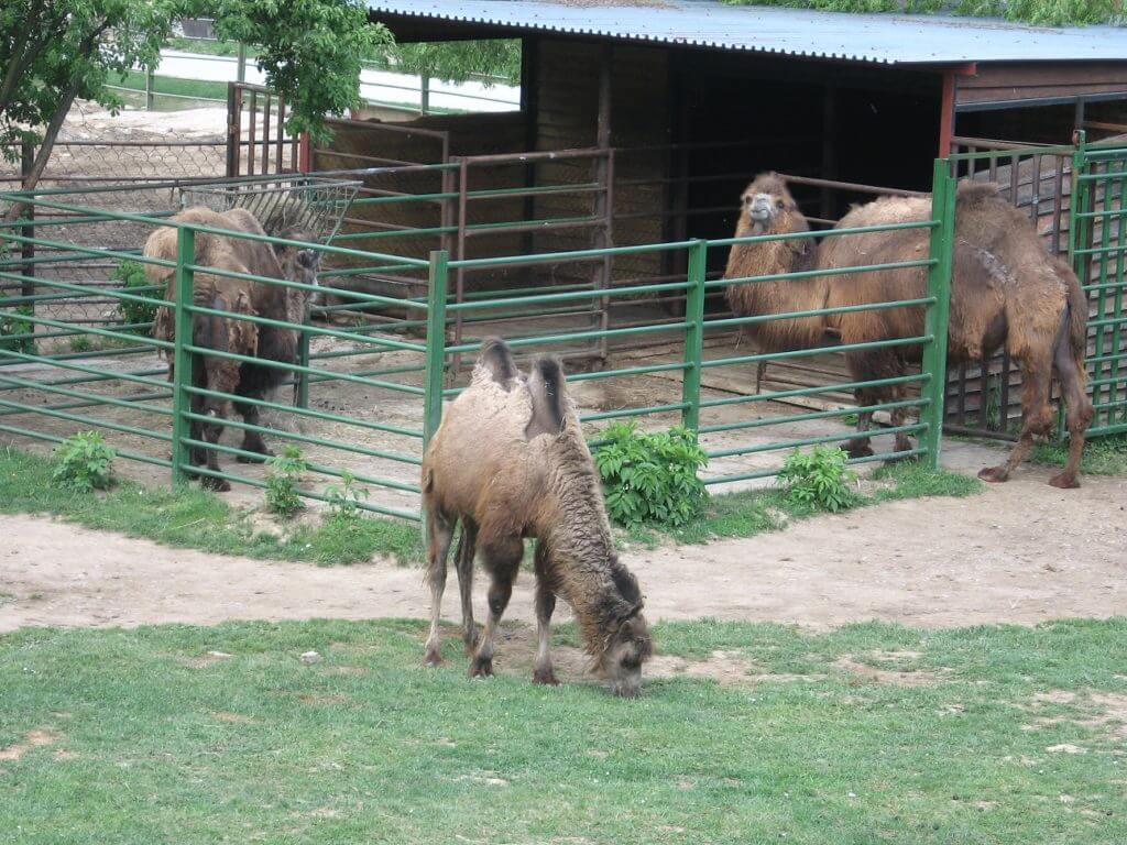 Ťava dvojhrbá ZOO Košice