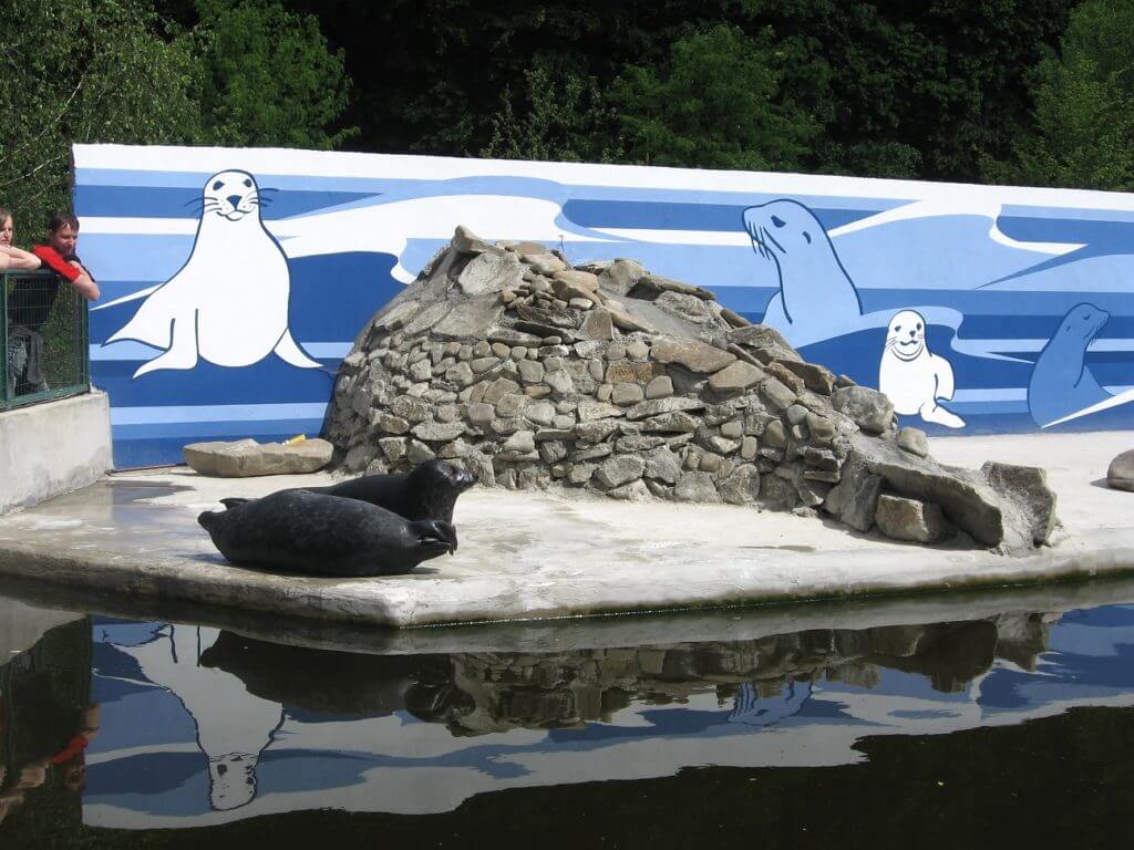 Tuleňe v Košickej ZOO